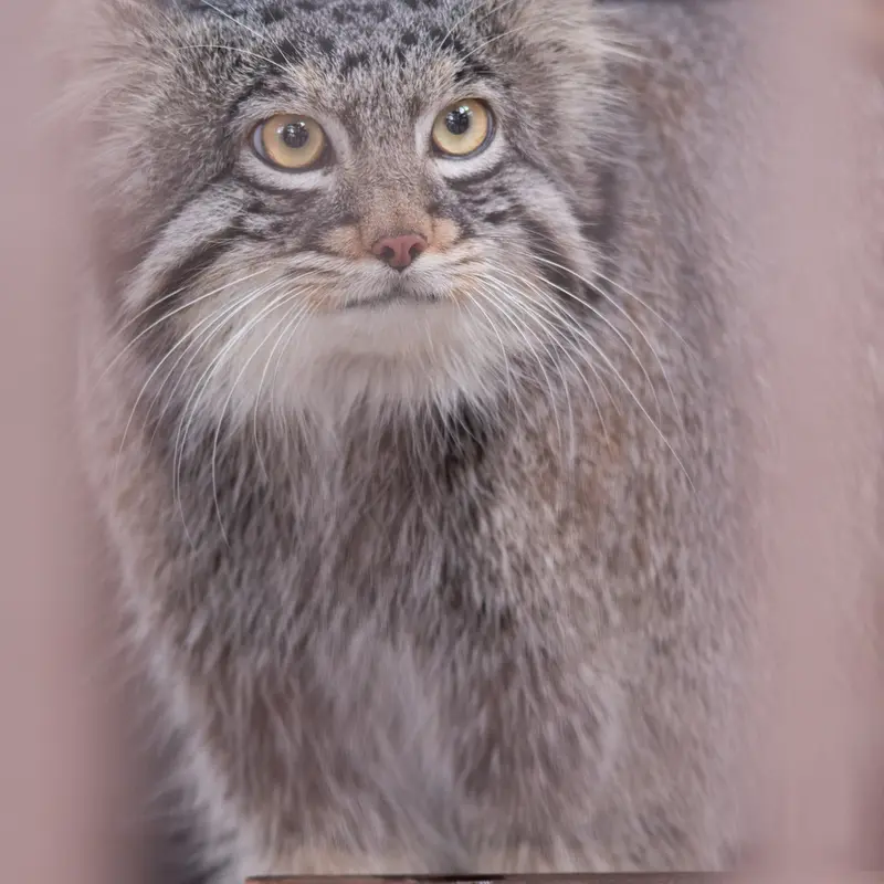 A photograph of Figa in Nogeyama Zoo