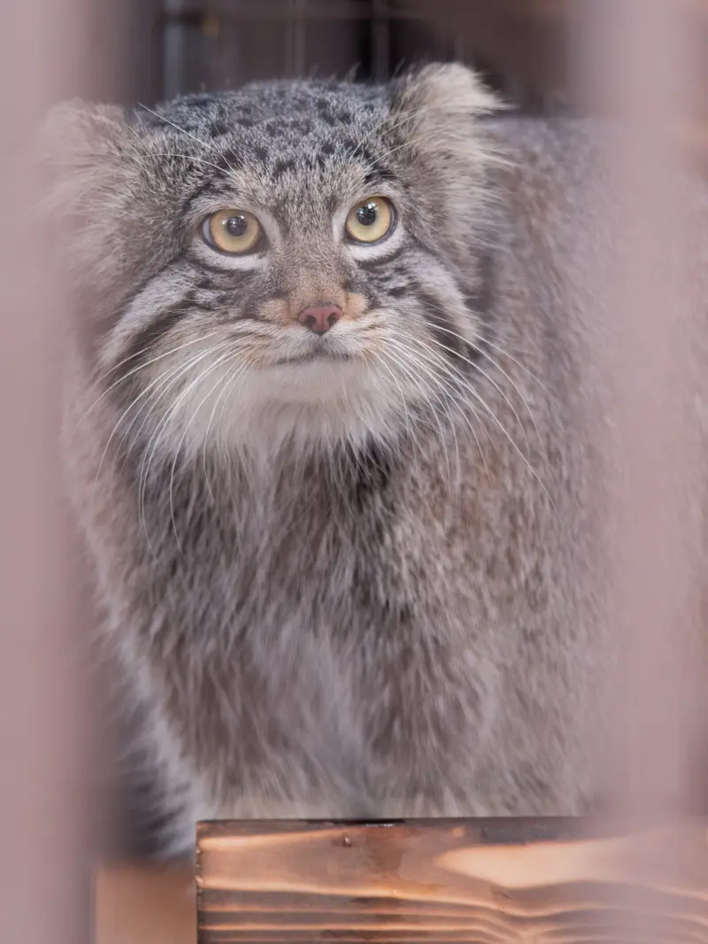 A photograph of Figa in Nogeyama Zoo