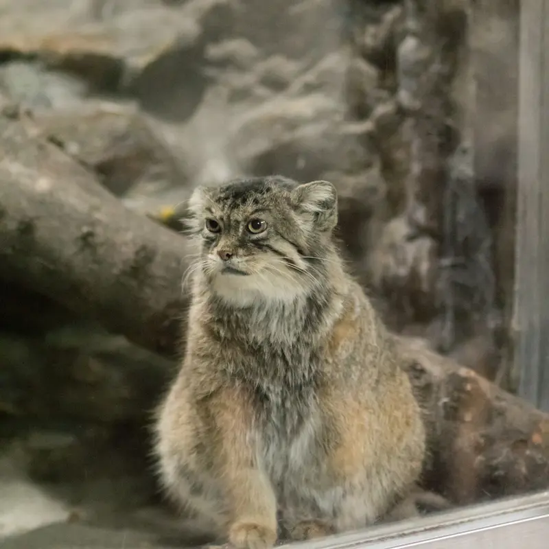 A photograph of Primula in Ueno Zoological Gardens
