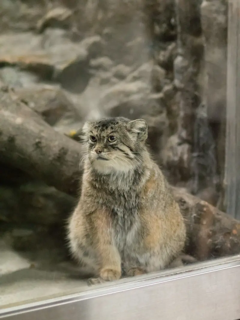 A photograph of Primula in Ueno Zoological Gardens