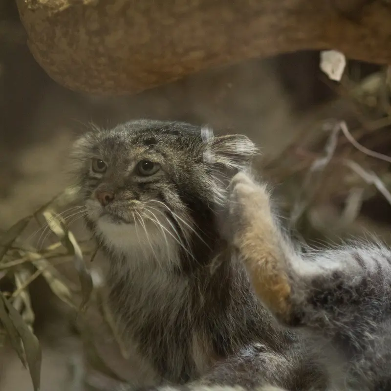 A photograph of Klyon in Ueno Zoological Gardens