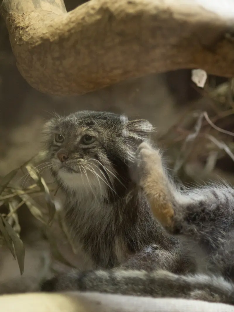A photograph of Klyon in Ueno Zoological Gardens