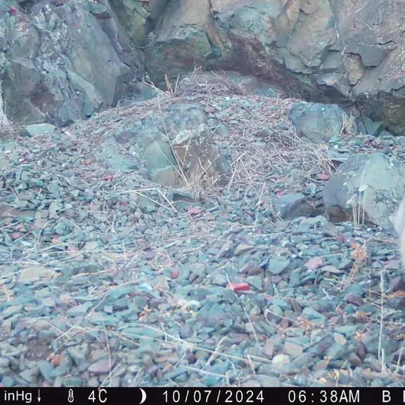 A photograph of Otocolobus manul manul from Egizkara [new] camera trap