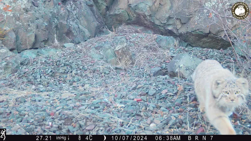 A photograph of Otocolobus manul manul from Egizkara [new] camera trap