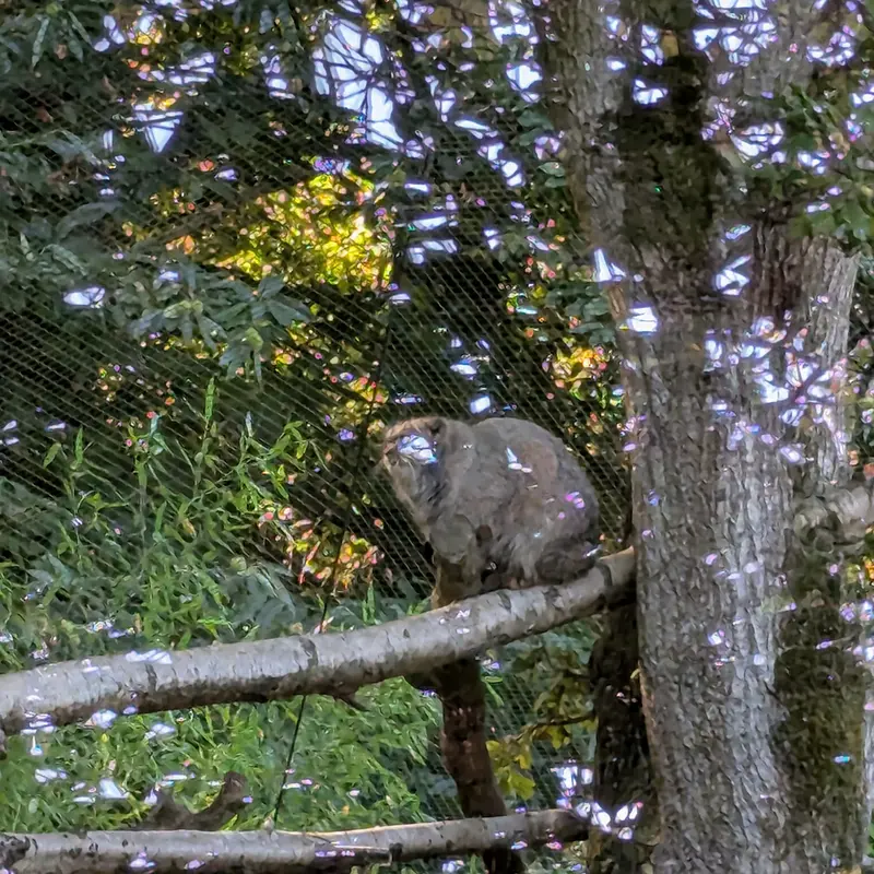 A photograph of Ewok in Tregomeur Zoo