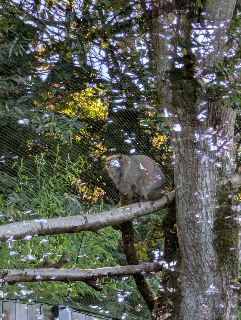 A photograph of Ewok in Tregomeur Zoo