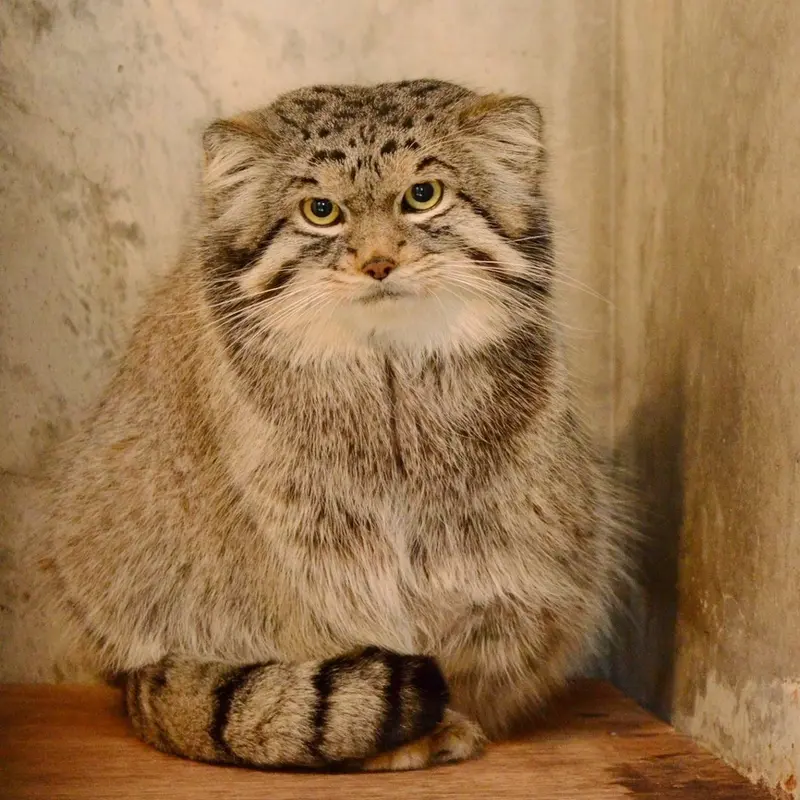A photograph of Lev in Higashiyama Zoo and Botanical Gardens