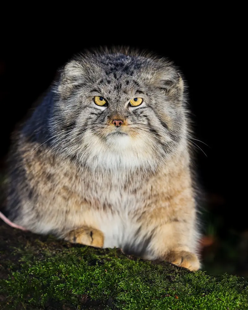 A photograph of a Pallas's cat