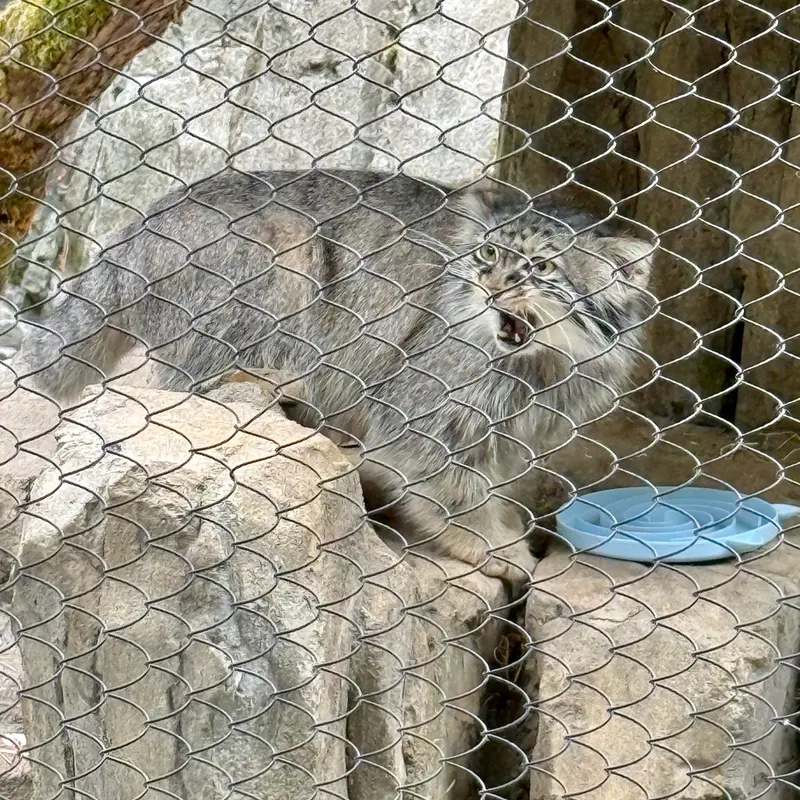 A photograph of Goose in Woodland Park Zoo