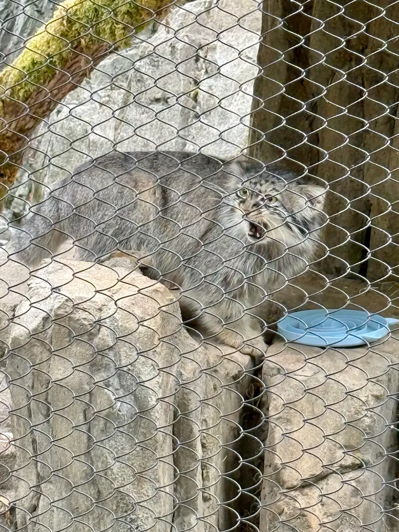 A photograph of Goose in Woodland Park Zoo