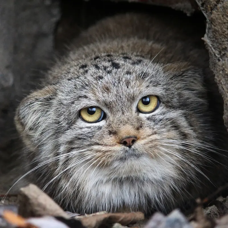 Rosalie the Pallas's cat from Spaycific'Zoo