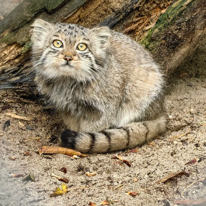 A photograph of Kitten of Snezhinka b.2025 Ⅰ in Novosibirsk Zoo