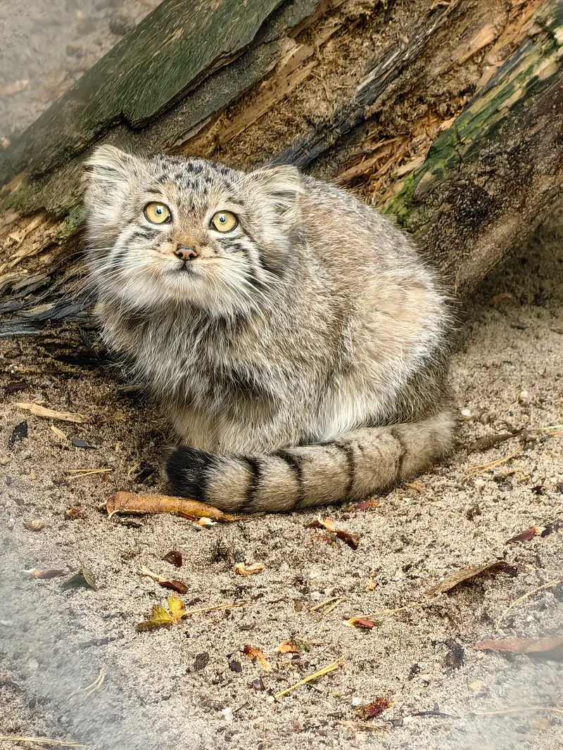 A photograph of Kitten of Snezhinka b.2025 Ⅰ in Novosibirsk Zoo