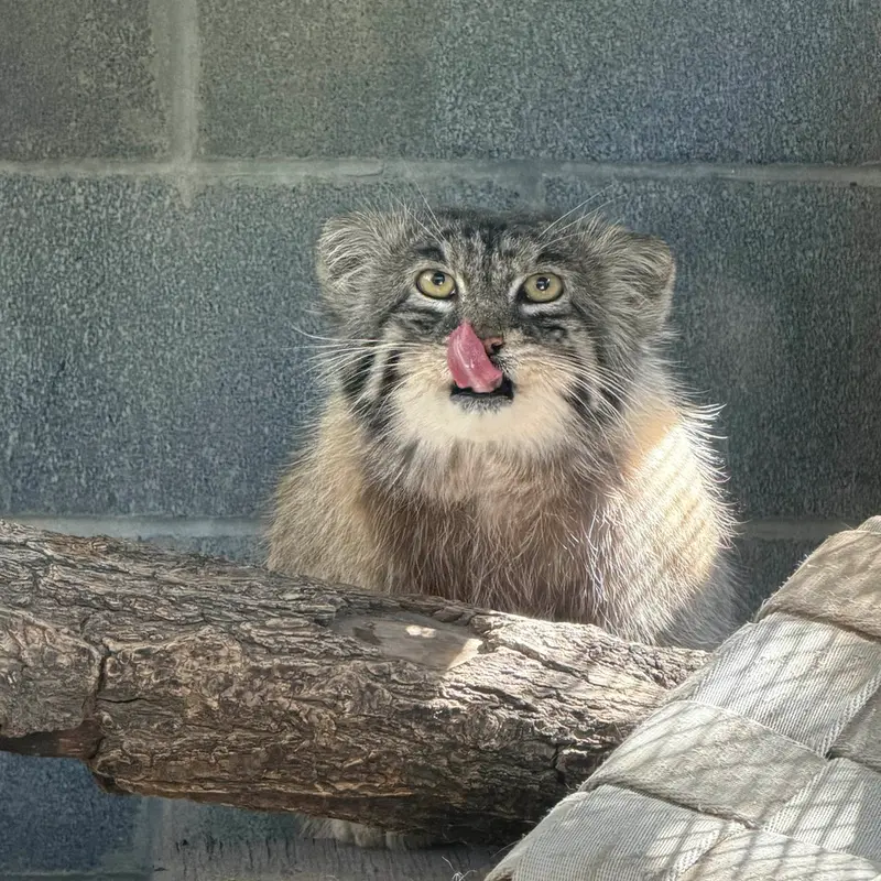 A photograph of Tai Chi in Pueblo Zoo