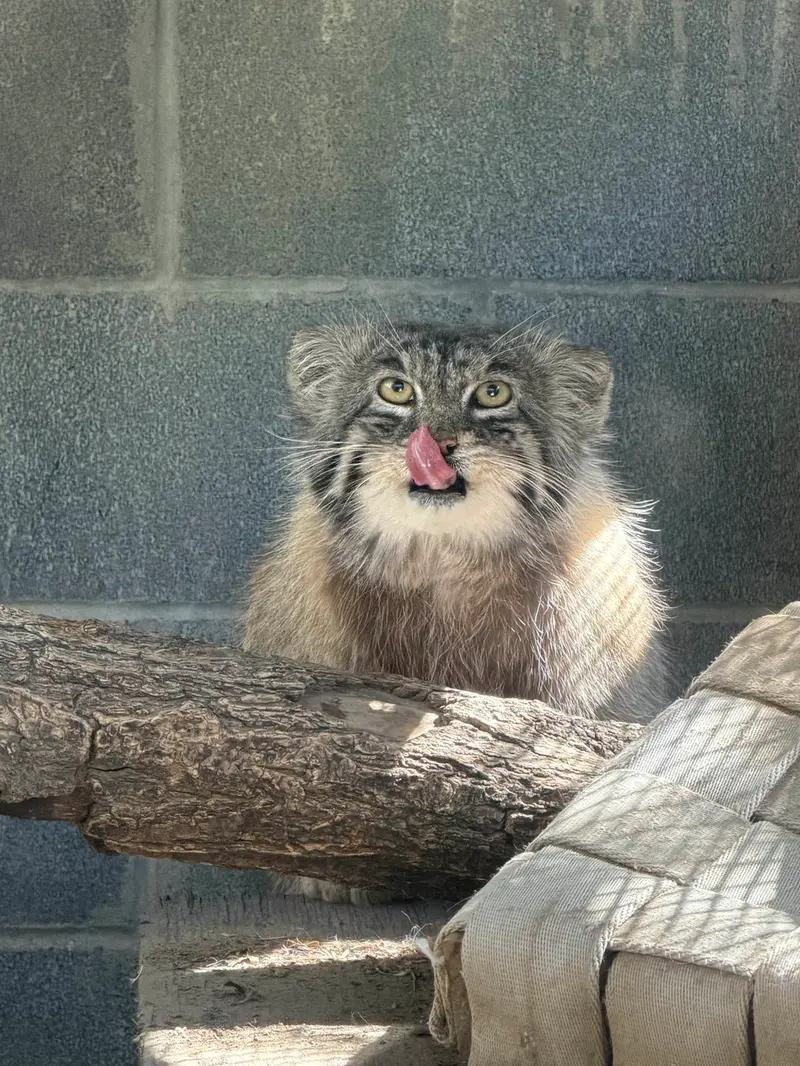 A photograph of Tai Chi in Pueblo Zoo