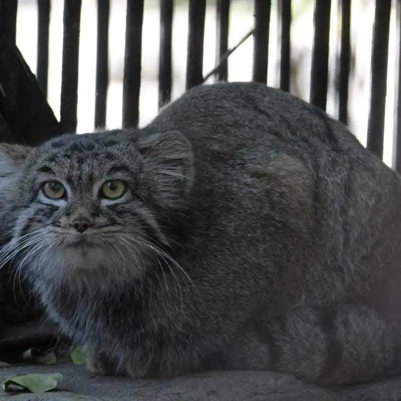 A photograph of Katun in Novosibirsk Zoo