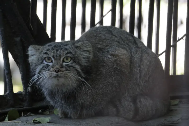 A photograph of Katun in Novosibirsk Zoo