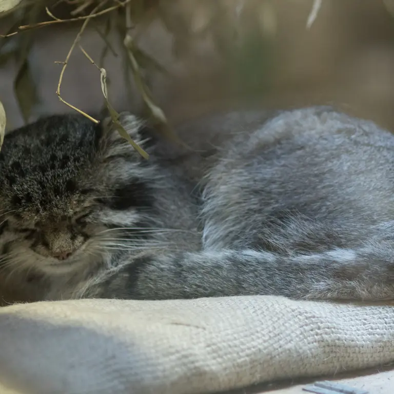 A photograph of Klyon in Ueno Zoological Gardens
