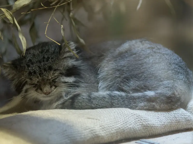 A photograph of Klyon in Ueno Zoological Gardens