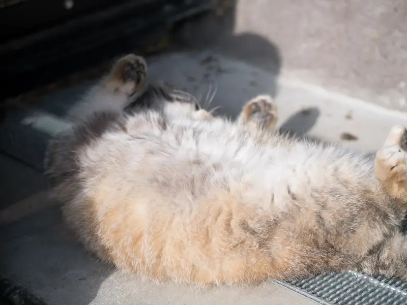 A photograph of Grusha in Asahiyama Zoo