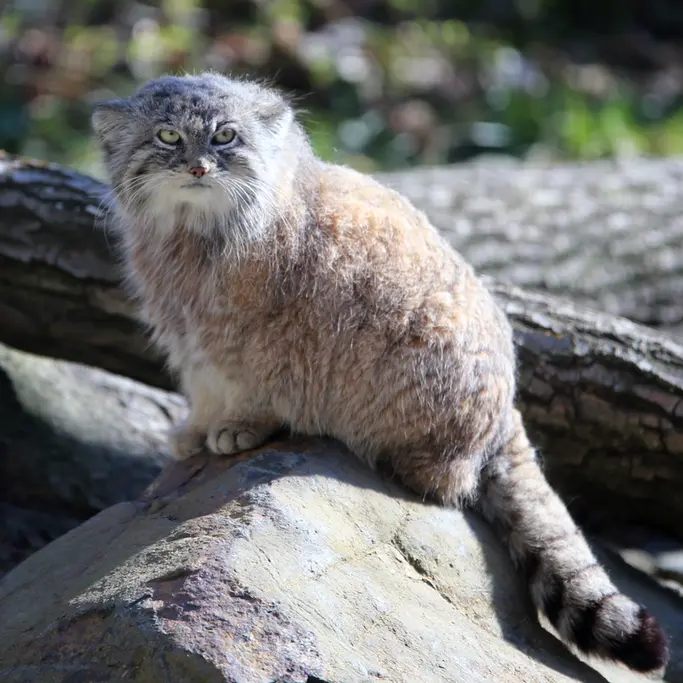 A photograph of Moira in Ostrava Zoo