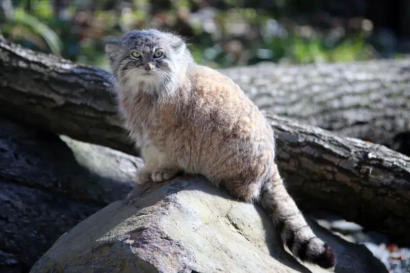 A photograph of Moira in Ostrava Zoo