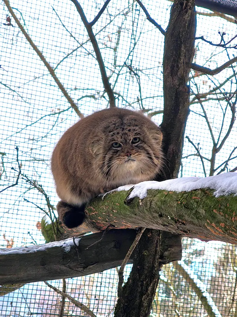 A photograph of Muztau in Brno Zoo