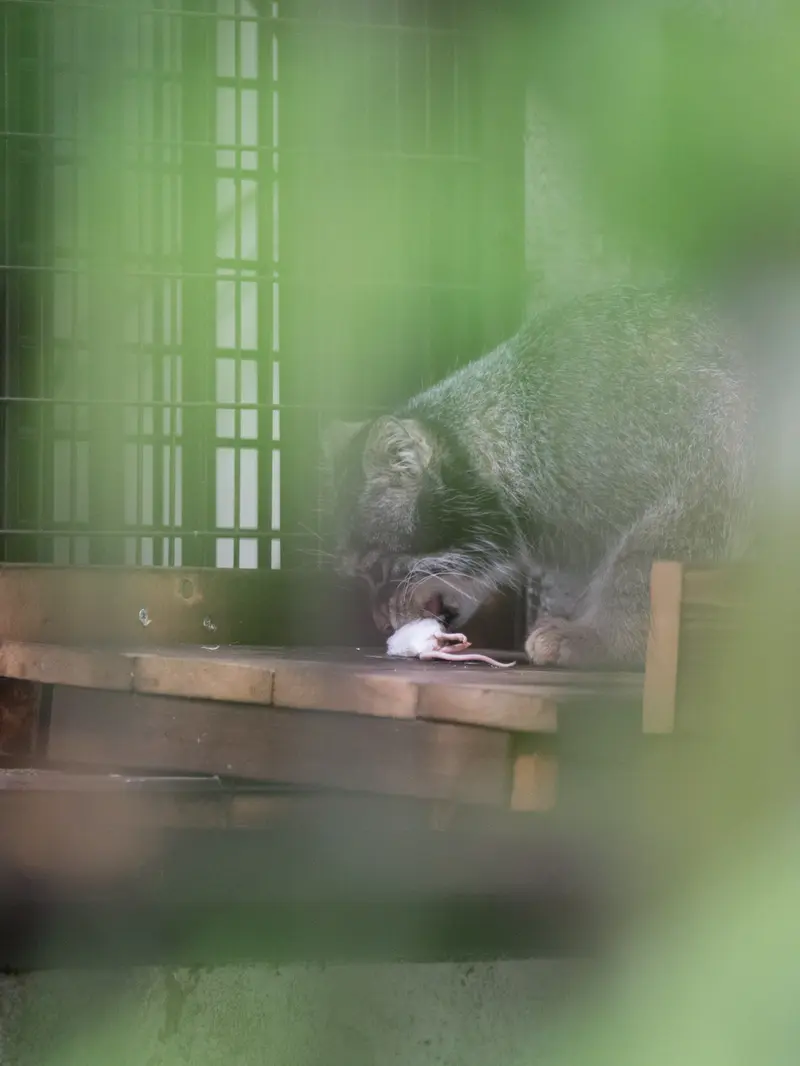A photograph of Figa in Nogeyama Zoo