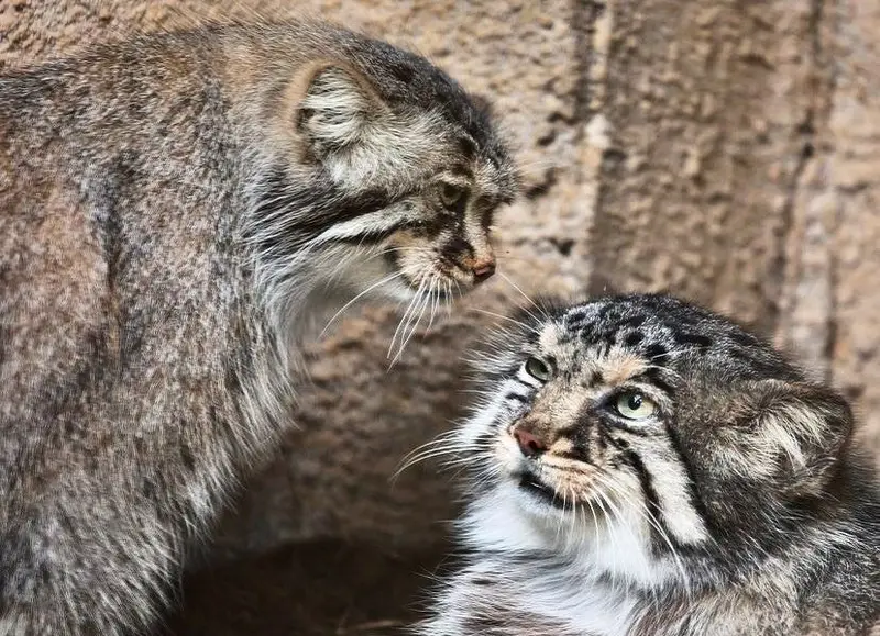 A photograph of a Pallas's cat