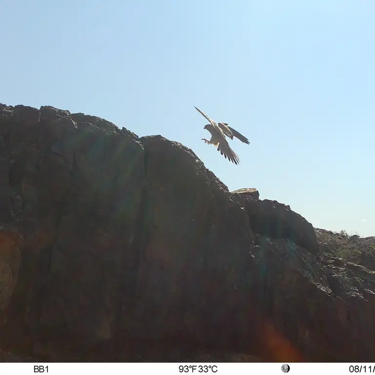 A photograph of Lesser kestrel from Aktas-Kunkora [new] camera trap