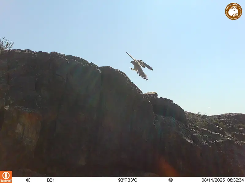 A photograph of Lesser kestrel from Aktas-Kunkora [new] camera trap