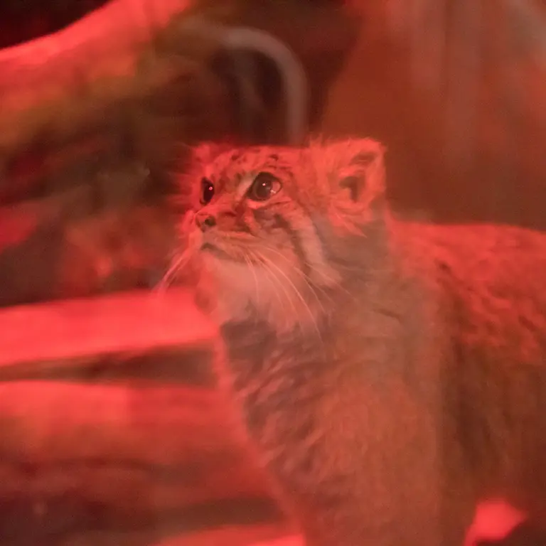 A photograph of Naim in Ueno Zoological Gardens