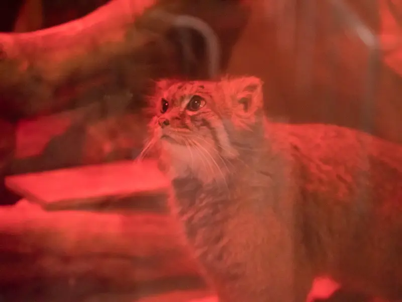 A photograph of Naim in Ueno Zoological Gardens
