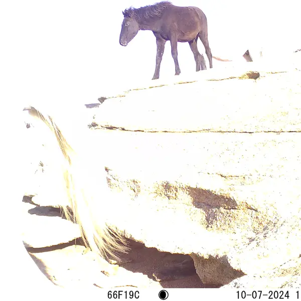 A photograph of Horse from Bektauata 1 camera trap