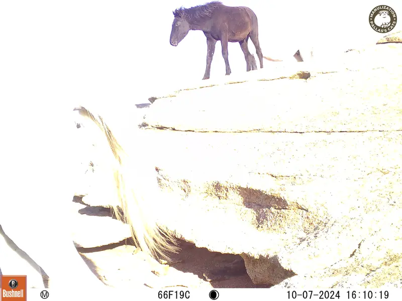 A photograph of Horse from Bektauata 1 camera trap