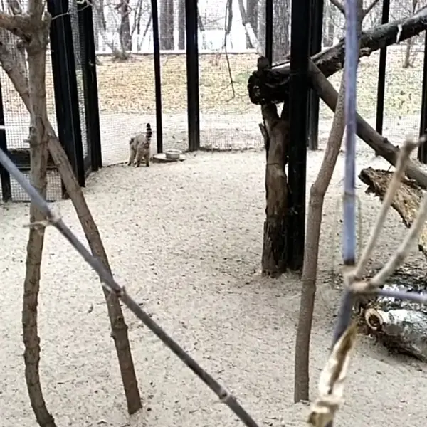 A photograph of a Pallas's cat in Novosibirsk Zoo