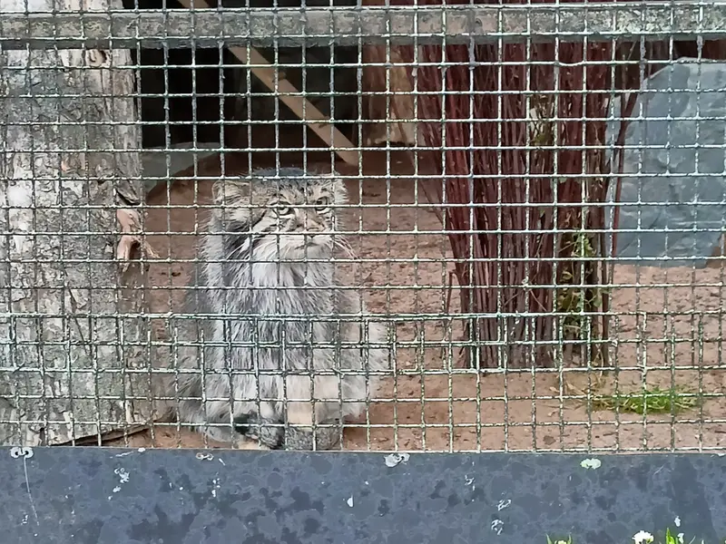 A photograph of a Pallas's cat