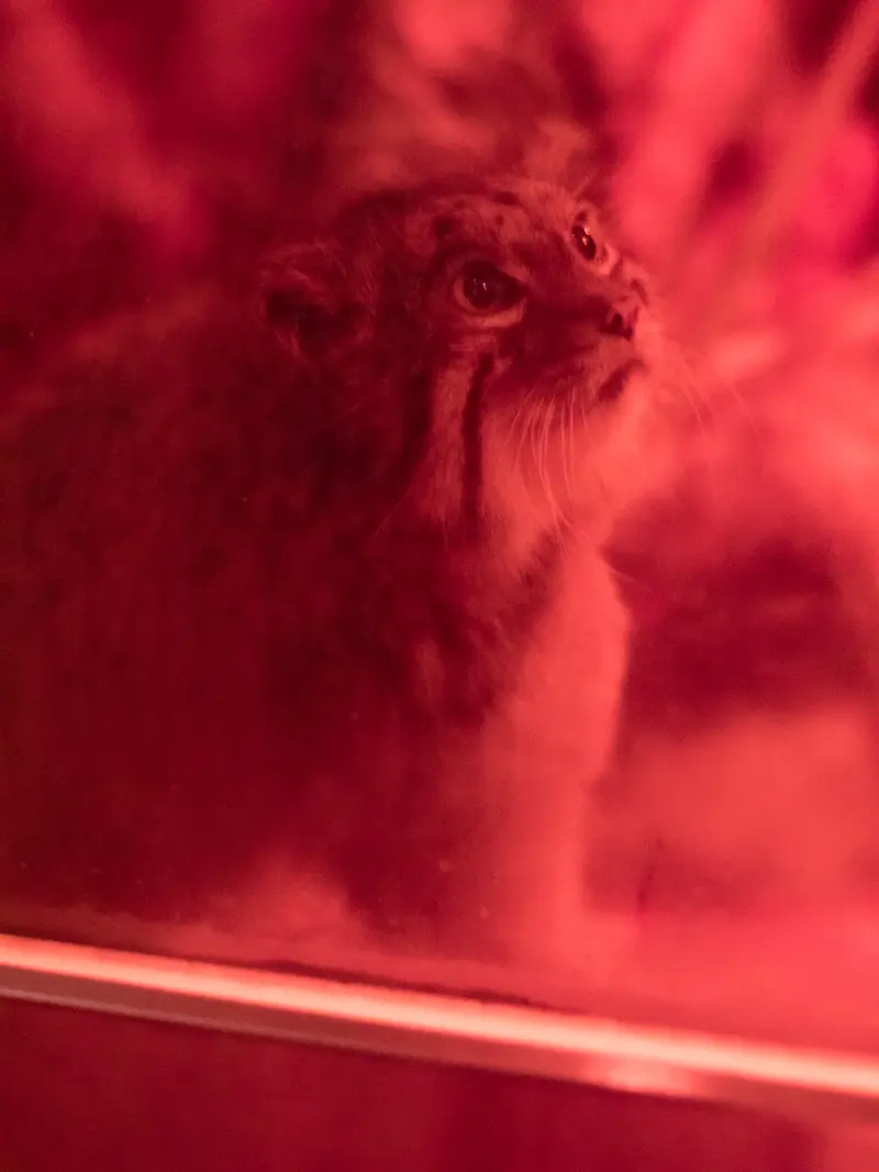 A photograph of Naim in Ueno Zoological Gardens