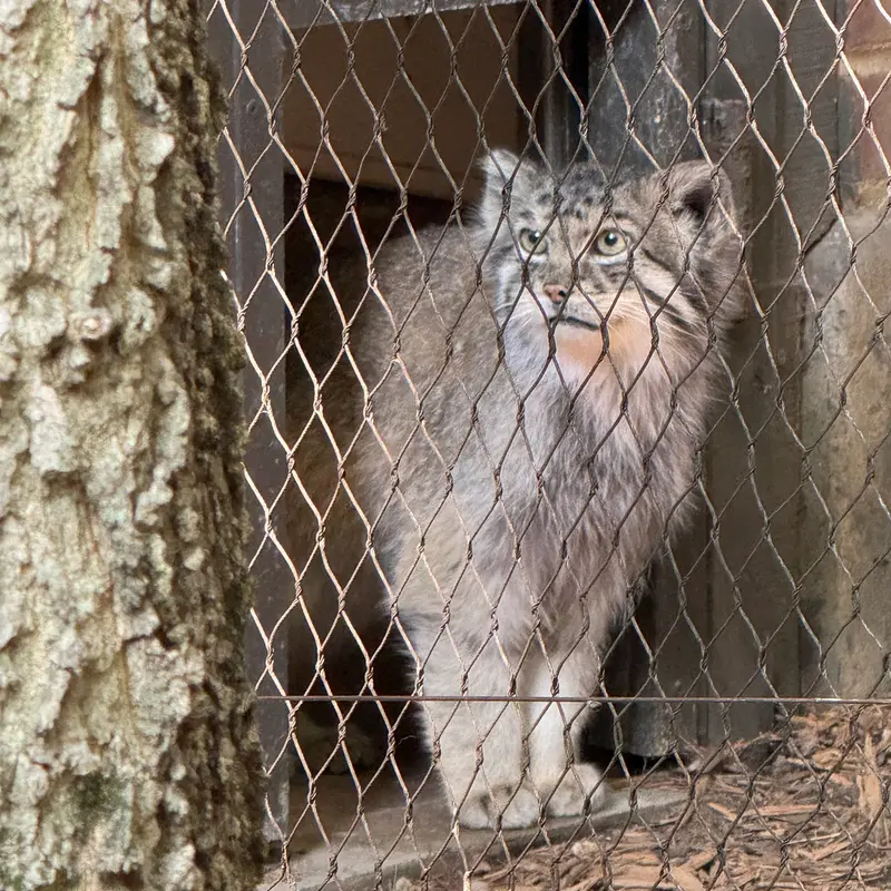A photograph of Batu in Prospect Park Zoo