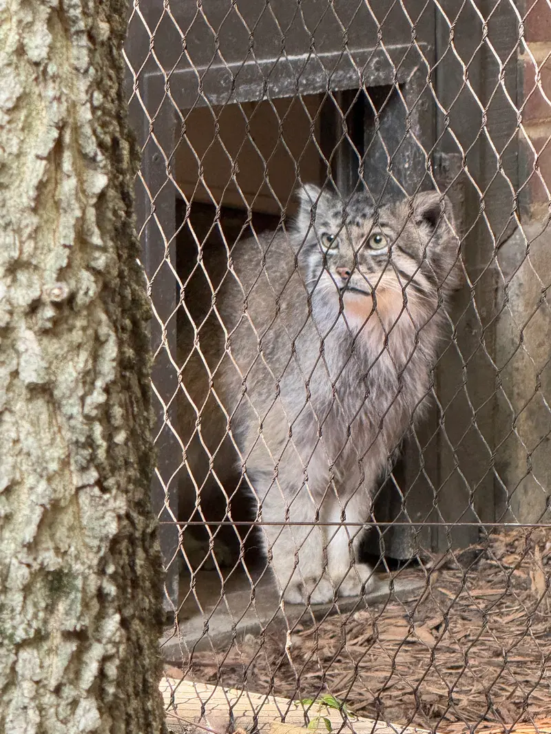 A photograph of Batu in Prospect Park Zoo