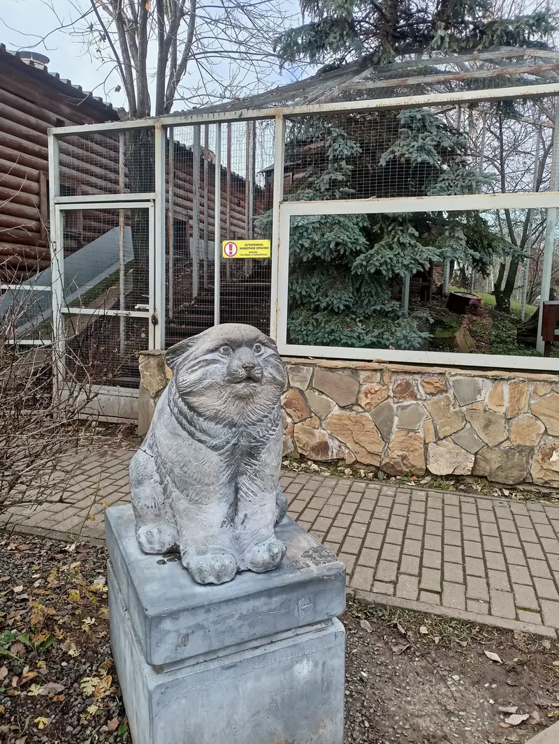 A photograph of a Pallas's cat in Izhevsk Zoo (Udmurt Zoo)