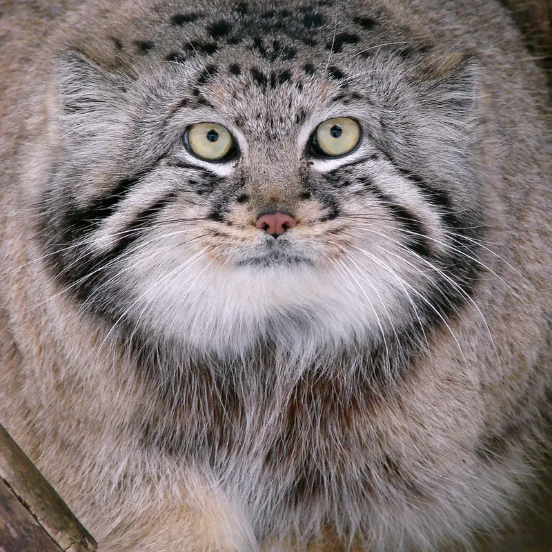A photograph of Hurst in Riga Zoo