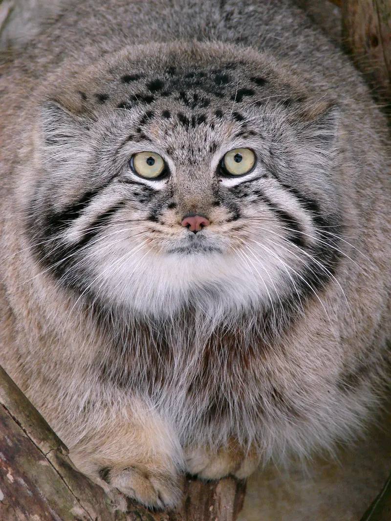 A photograph of Hurst in Riga Zoo