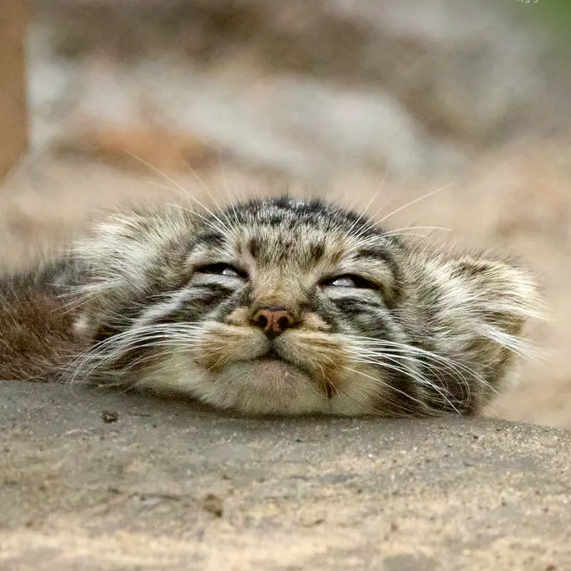 A photograph of a Pallas's cat