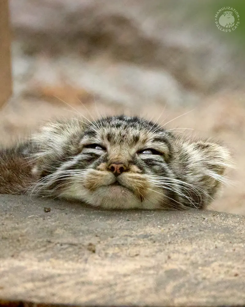 A photograph of a Pallas's cat