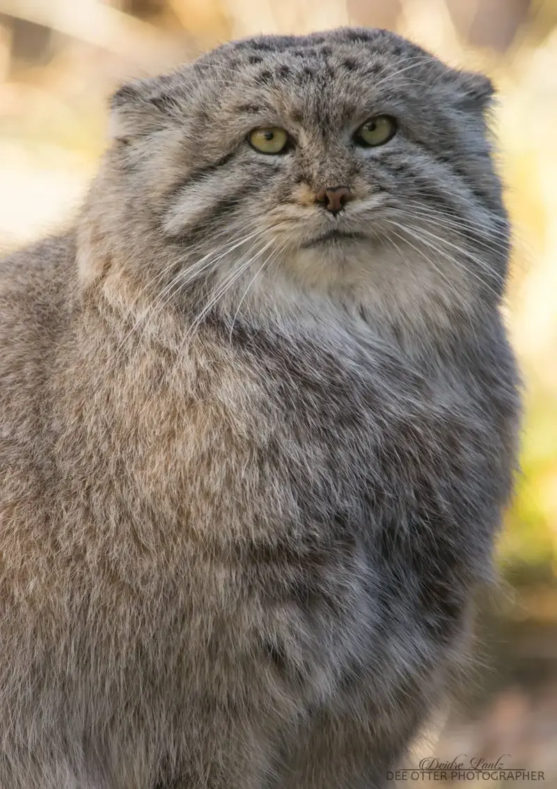 Manul of the day