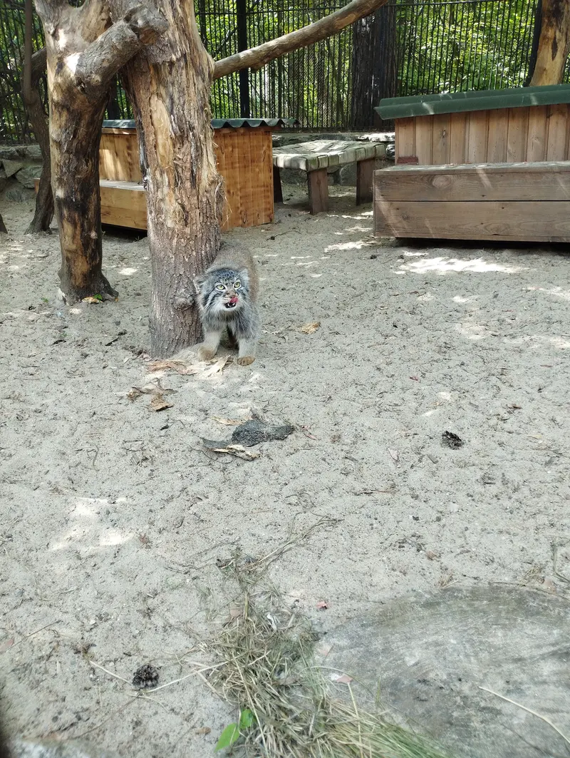A photograph of a Pallas's cat in Novosibirsk Zoo