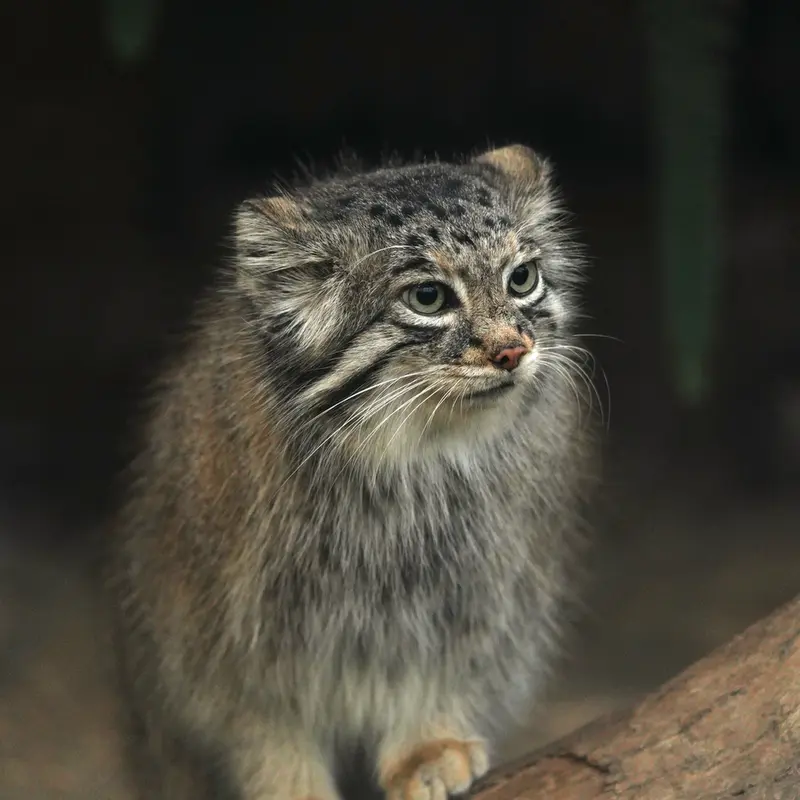 A photograph of Az in Kobe Animal Kingdom