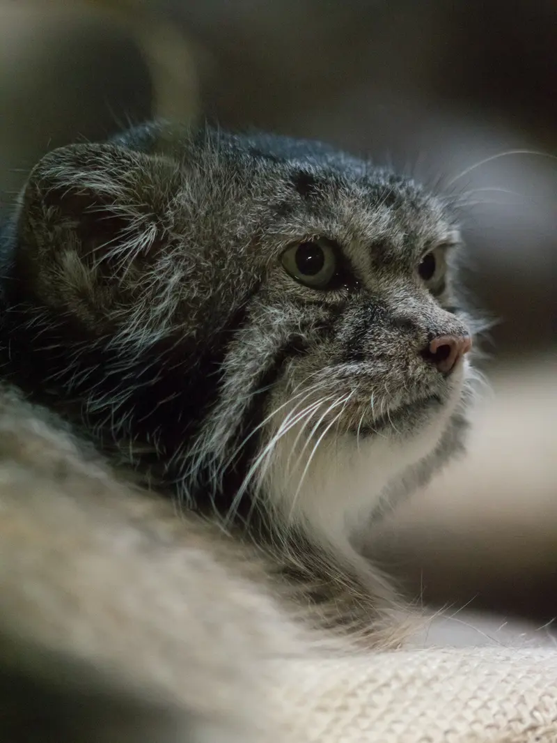 A photograph of Klyon in Ueno Zoological Gardens