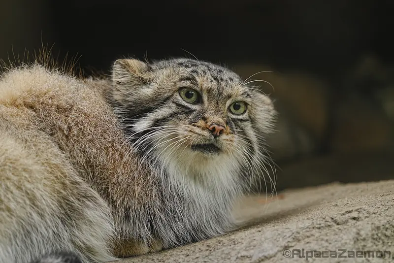 A photograph of Az in Kobe Animal Kingdom